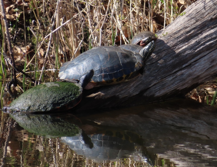 Redbelly Turtles